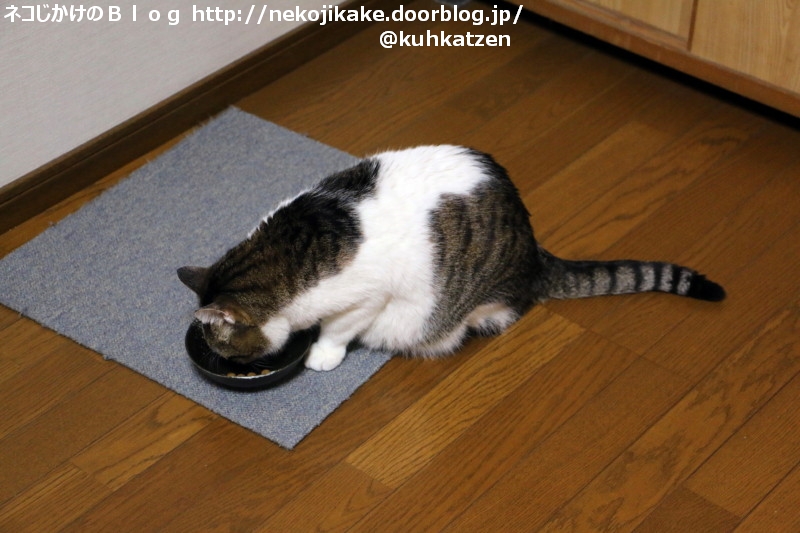 2020051105ごはん食べる。