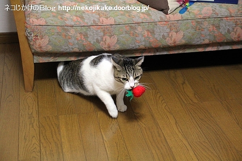 イチゴの収穫。