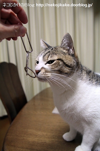 ネコに知恵を授けましょう。