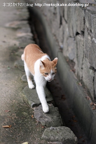 石の上をずっと歩けたら願い事がかなうんだ。