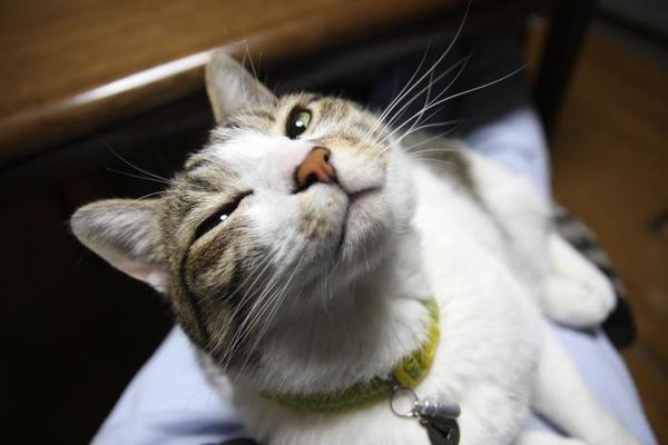 今日は何の日?シマ1