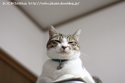 おれ、ねこ。
