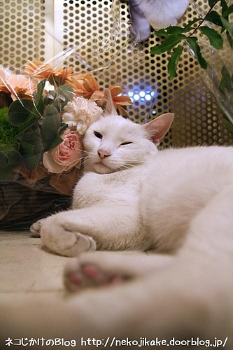花と一緒のクーやなぁ。