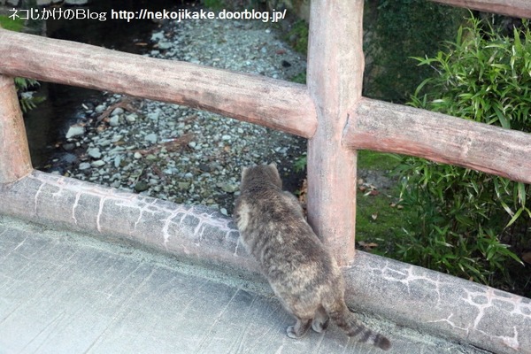 2015032503カナちゃんのカナ。