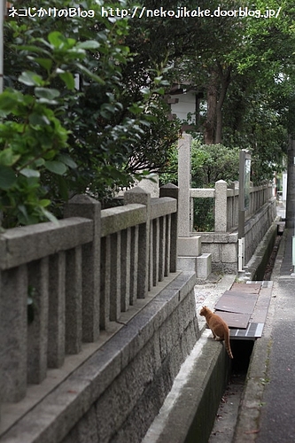 猫に引かれて・・・。