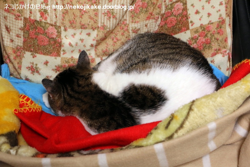 ふて寝ではありません ネコじかけのblog ふて寝ではありません ネコじかけのblog