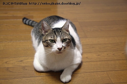 動いて欲しいんだろ?