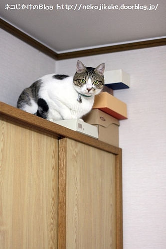 乗せてみた。