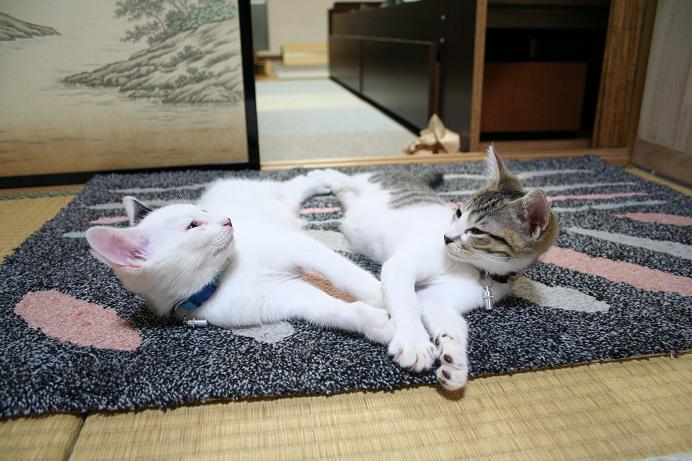 仲良くねんねしな。
