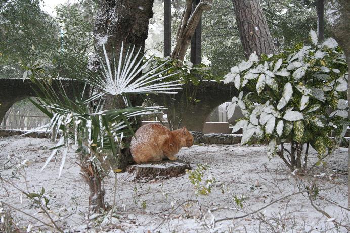 雪の中のネコたち。公園1