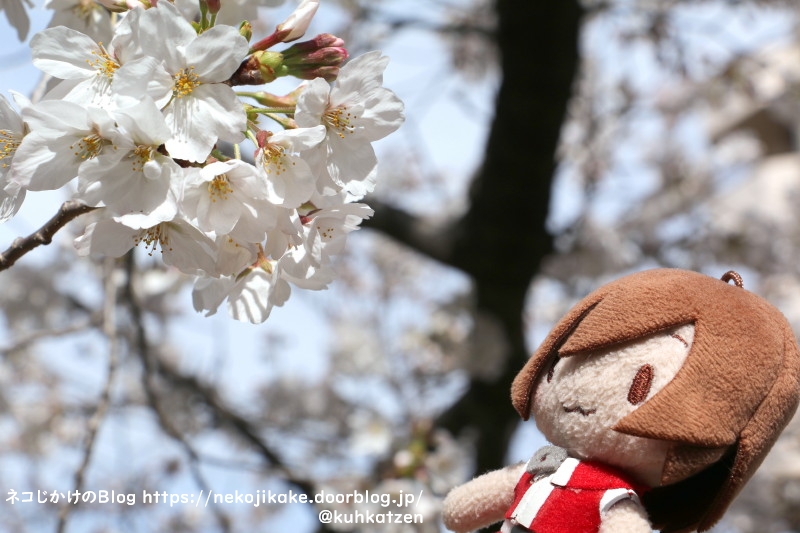 2021032705桜咲く。2