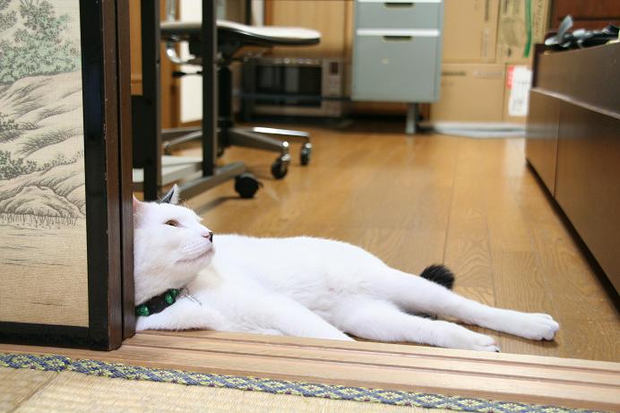 風船大好き。クロ2