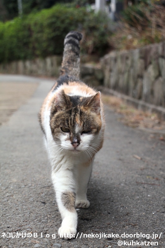 2020012209まっすぐやってくる。