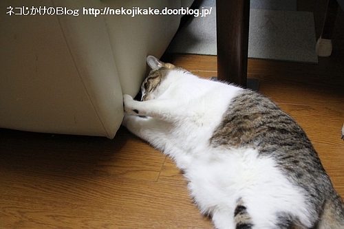 行き倒れではありません。