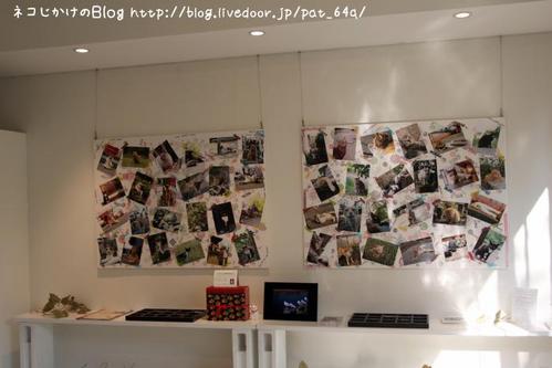 猫写真展を巡る。その6 ネコ投票(みけさま)
