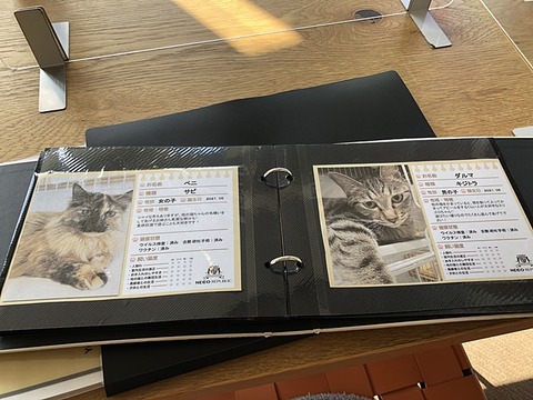 猫