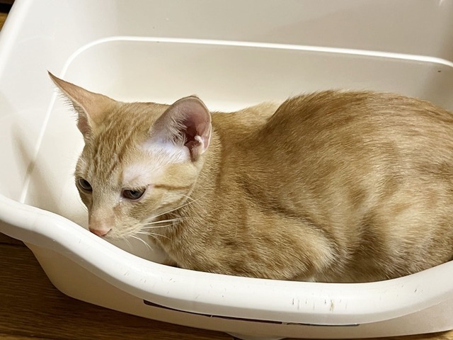 ゼウス