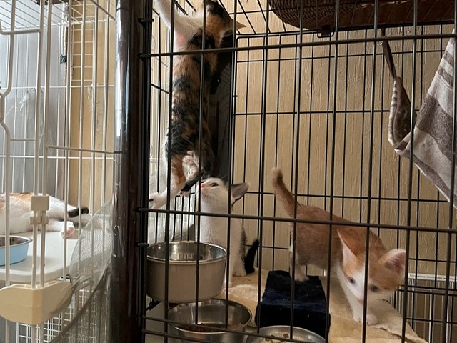 3兄弟