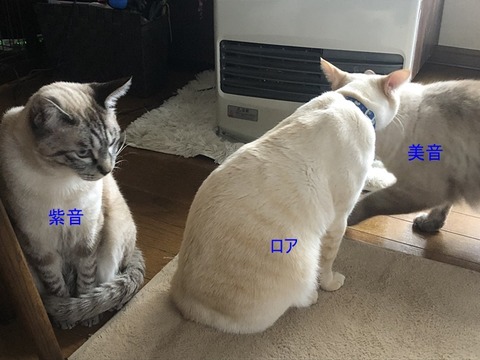 男子