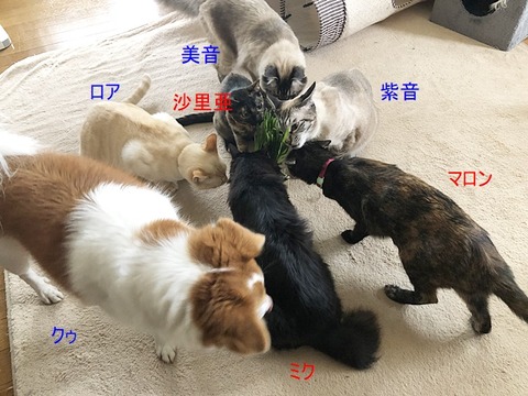 集合