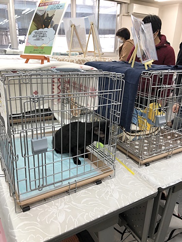 セナ