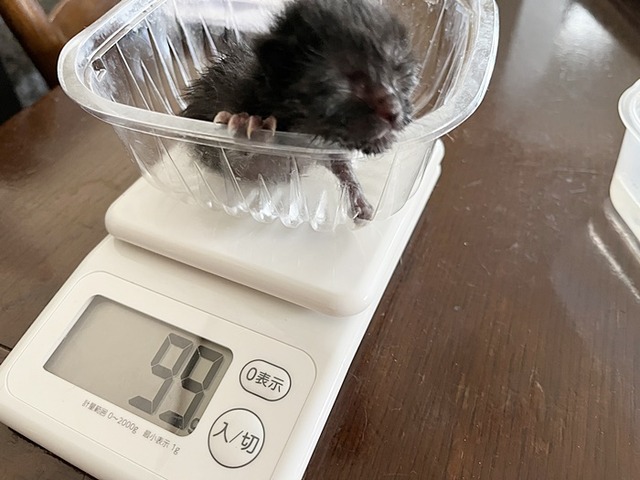 増えた!