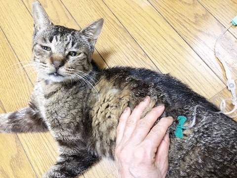 ナルト