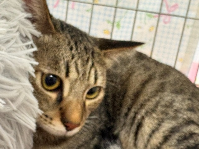 ヒイラギ君