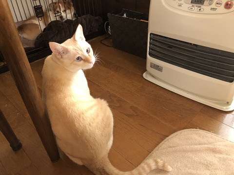 ロア
