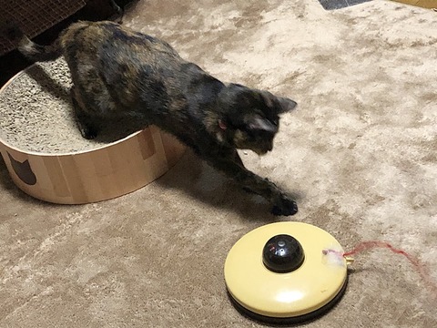 マロン