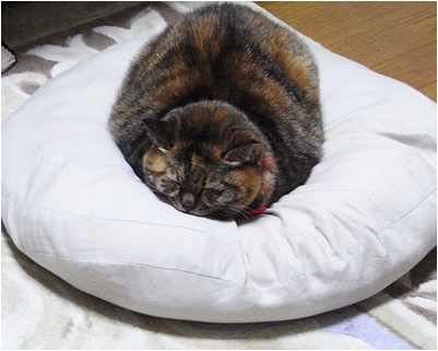 pagekomaまる2
