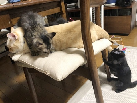 お尻尾で