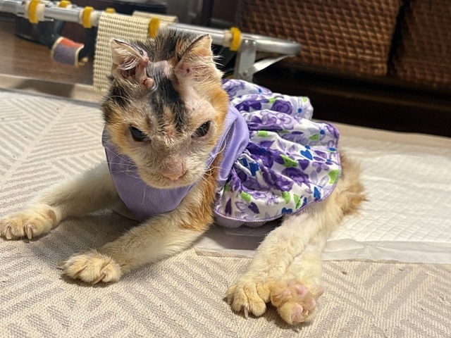 美風ちゃん