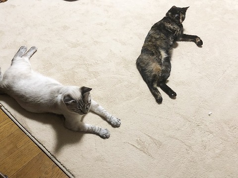 マロン。紫音