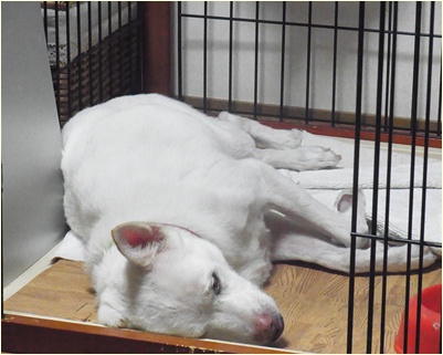yuki2_20130725150228.jpg