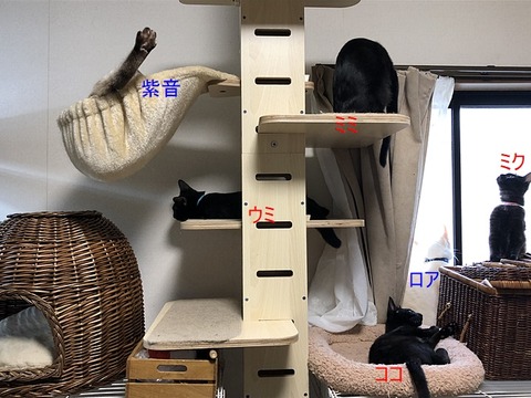 猫達