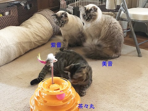 おもちゃ