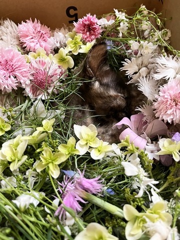 マイアちゃん２