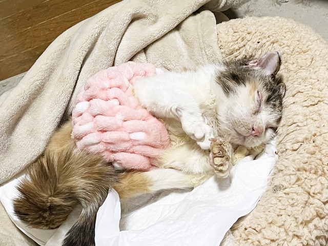 美風ちゃん