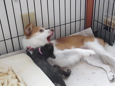 体当たり