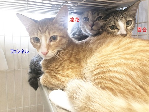 3匹