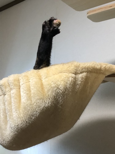 マロン