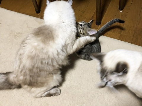 美音と