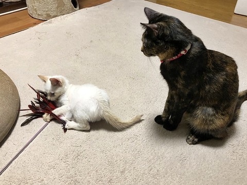 ロアとマロン