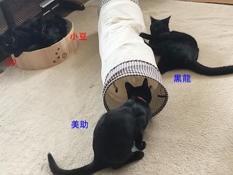 黒4