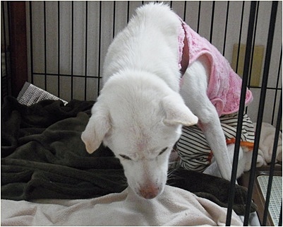 yuki_2013121715315828a.jpg