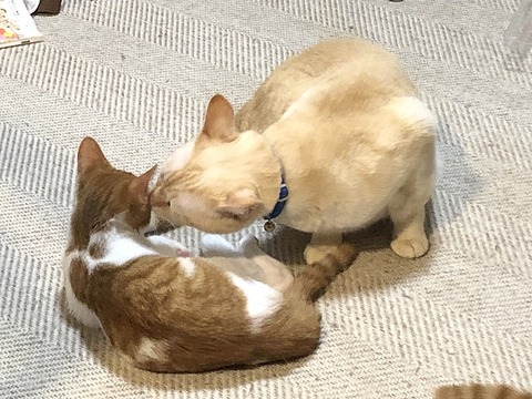 ロアと葉太
