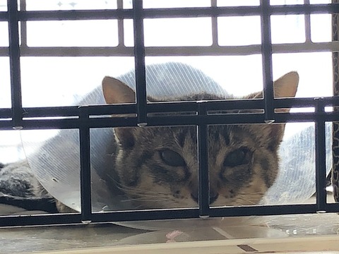 マコちゃんIMG_7356