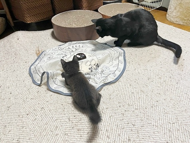 凪君