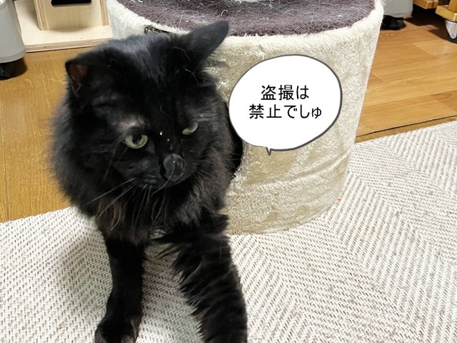 セリフ2